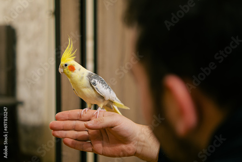 parrot sits on hand.Beautiful photo of a bird.Funny parrot.Cockatiel parrot. Home pet yellow bird.Beautiful feathers.Cute cockatiel.Home pet parrot.A bird with a crest.Natural color.Birdie.hand bird