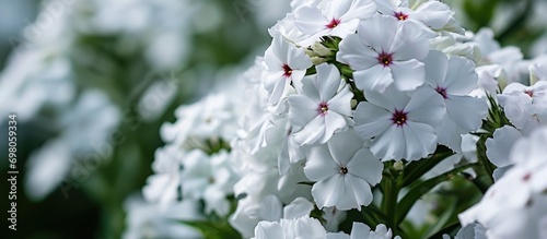 White flower with flame-colored eye - Garden Phlox paniculata 'flame'