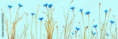 Centaurea cyanus. Blue flowers of cornflowers. floral abstract background.