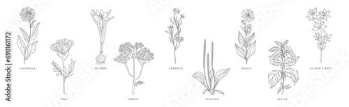 Medical Herbs and Plant Hand Drawn on Stem with Latin Names Vector Set
