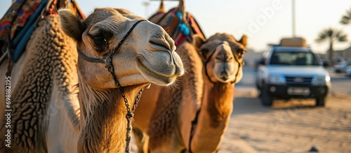 Two camels in Dubai near a car.