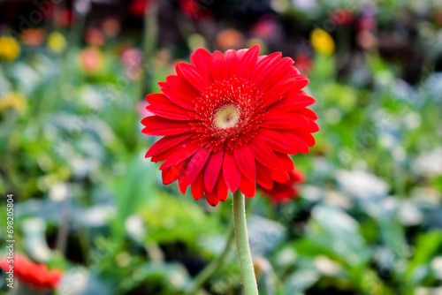 leaf flower spring plant natural blossom gerbera barberton daisy