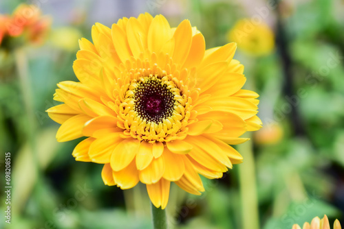 leaf flower spring plant natural blossom gerbera barberton daisy