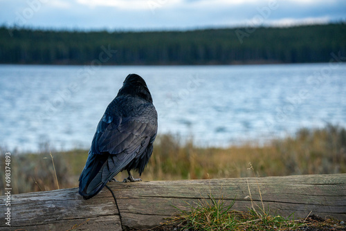 Northern Raven (Corvus corax) in Yellowstone National Park USA