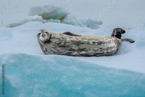 Weddell Seal on sea-ice, Antarctic Sound, Antarctica