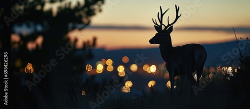 Deer outline in the evening