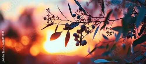 Eucalyptus branch with curved leaves and fruit against a blurred sunset background. Exceptional beauty of sunset paints the sky in unique colors.