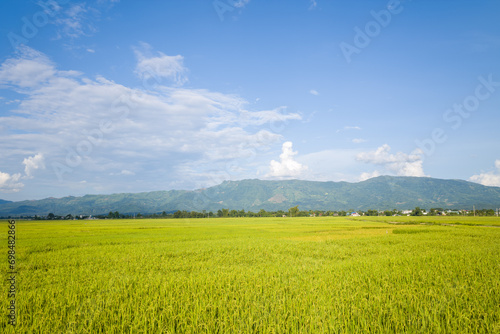 The green and yellow rice fields in the green mountains, Asia, Vietnam, Tonkin, Dien Bien Phu, in summer, on a sunny day.