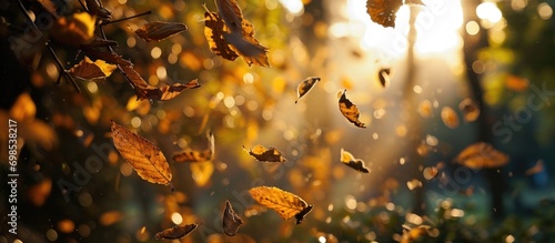 Walnut tree leaves falling in the evening sunlight of autumn.