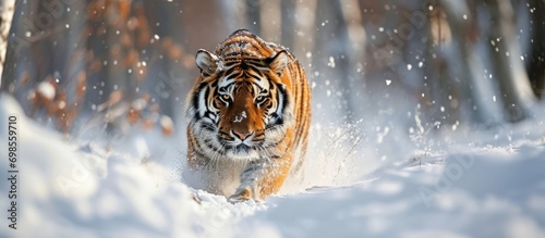 Siberian tiger hunting prey in snowy winter.