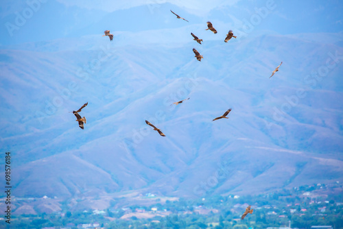A flock of eagles flying over the city. Golden eagles in free flight. Wild birds of prey have gathered in a flock and are flying above the ground.