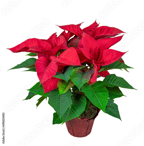 Isolated potted poinsettia flower