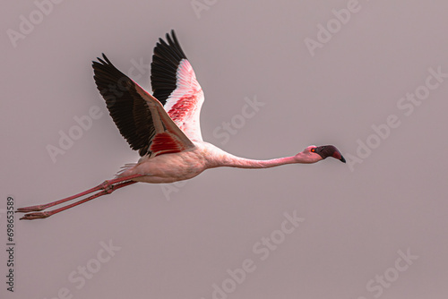 Greater flamingo (Phoenicopterus roseus), the most widespread and largest species of the flamingo family, in flight near Swakopmund, Namibia.