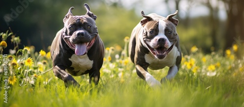Blue-haired dogs of American Staffordshire Terrier and American Bully breeds playing outdoors on lush grass.