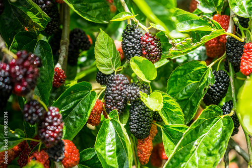 Mulberry fruit and tree. Black ripe and red unripe mulberries tree on the branch. Fresh and Healthy mulberry fruit.