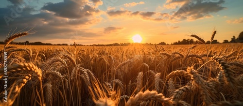 Sunset over a cereal field during wheat harvest.