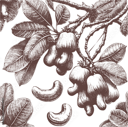 Hand-drawn Illustration of Cashews from the tree