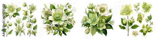 Green hellebore flowers buds and leaves Hyperrealistic Highly Detailed Isolated On Transparent Background Png File