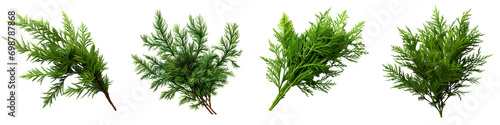Green thuja twigs Hyperrealistic Highly Detailed Isolated On Transparent Background Png File