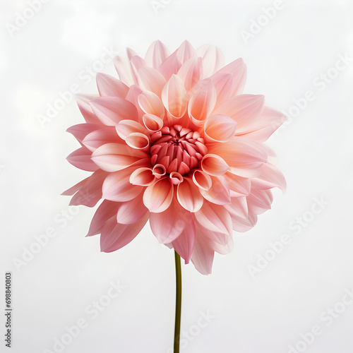 dahlia flower in studio background, single dahlia flower, Beautiful flower, ai generated image