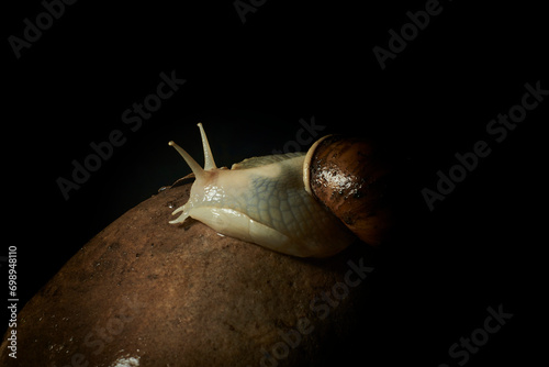 Dive into the microscopic magic of nature with these captivating images of a snail resting on a stone. Focal lighting highlights every detail of the intricate shell and the texture of the stone, creat