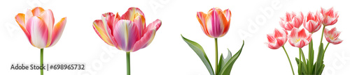 Very close-up view of multi-color tulips with detailed like flower stalk, pistil, pollen texture, isolated white background...