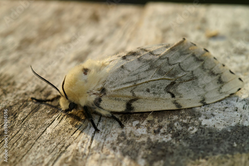 Closeup on a pale colored European gypsy moth, Lymantria dispar sitting on wood