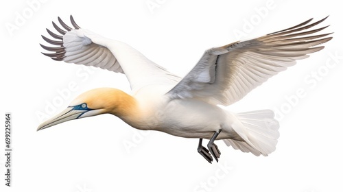 Northern Gannet on a white background isolated on white background, - Created using AI Generative Technology