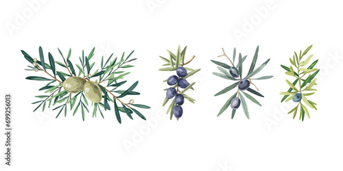 sets of hand-drawn olive branch botanical herbs elements in vector format, water color illustration