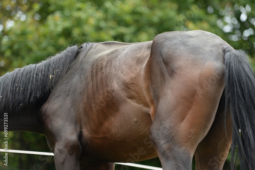 Ernährungszustand beim Pferd. Unterernährtes braunes Pferd, Ausschnitt