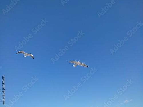 Silhouettes of two seagulls flying over the sea near the Atos peninsula in a sunny autumn day