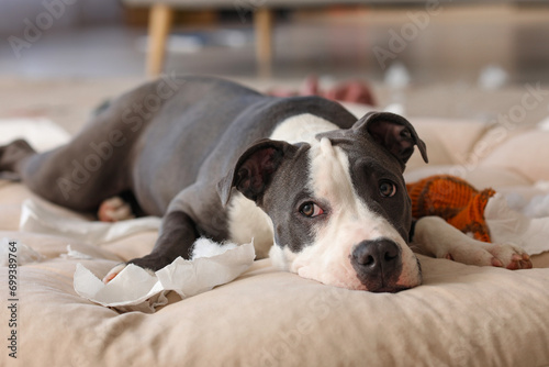 Naughty Staffordshire Terrier with torn paper pieces lying on pet bed at home, closeup