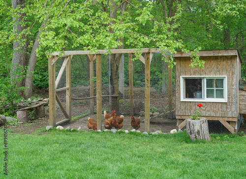 close up on chicken in side coop in back yard 