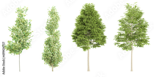 Liriodendron tulipifera Liriodendron,Quercus palustris trees isolated on white background, tropical trees isolated used for architecture