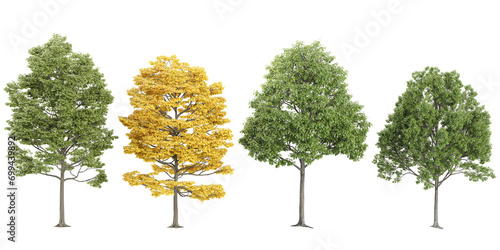 Lindens, Maple,Plane Trees isolated on white background, tropical trees isolated used for design, advertising and architecture