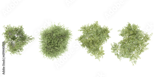 set of Young's weeping birch,Olive trees rendered from the top view, 3D illustration, for digital composition, illustration, 2D plans, architecture visualization