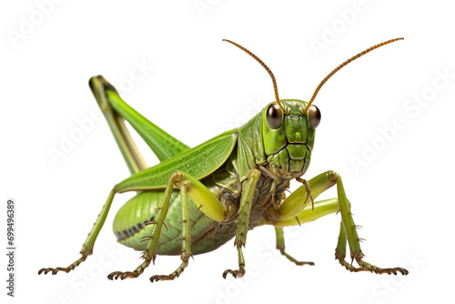 Top side closeup macro view of beautiful Grasshopper isolated on white background PNG