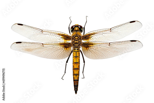 Top side closeup macro view of beautiful dragonfly isolated on white background PNG