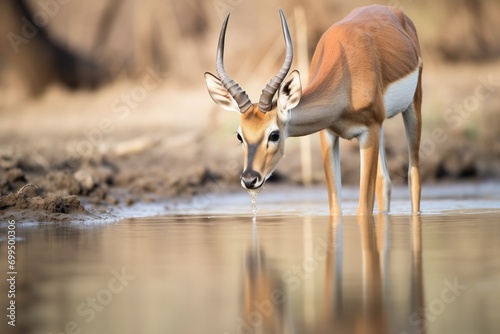impala drinking cautiously from stream