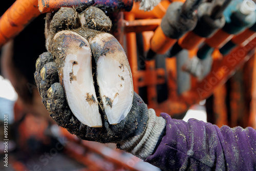 Closeup hoof of cows after trimming. Vet procedure pedicure for health of hooves