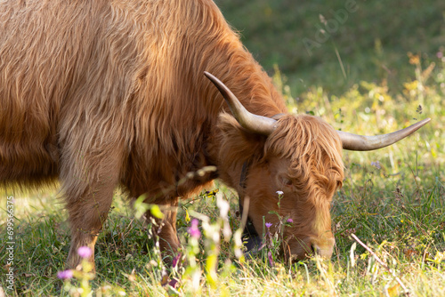 Highland cattle in the north italy mountains