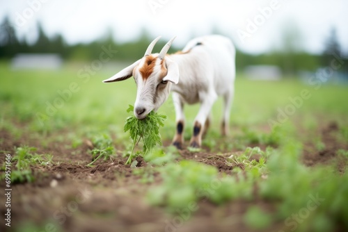 goat munching on carrots in a field