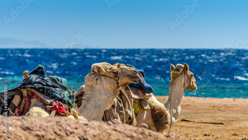 two camels on coast of sea in Egypt Dahab South Sinai