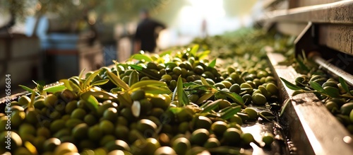 Continuous olive feed for extracting extra virgin olive oil in small-scale production facility.