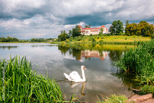 A white swan on the lake near the ancient Ukrainian castle Svirzh on a sunny day.