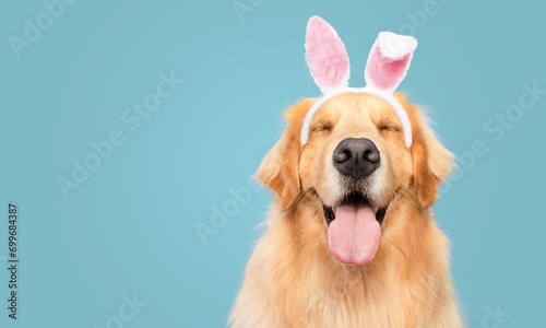 Golden Retriever happy smiling with closed eyes blue background bunny dressed ears rabbit easter holiday