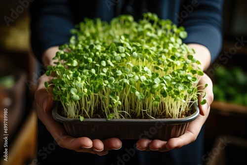 Growing sprouts of watercress salad in container, woman hand hold plastic box with Microgreens. Healthy food, healthy lifestyle. Seed Germination at home as fresh greens.
