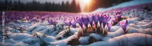 Crocus Purple spring flower growth in the snow with copy space for text. Floral wide panorama. Crocus Iridaceae