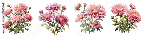 Pink aster flower and buds Hyperrealistic Highly Detailed Isolated On Transparent Background Png File