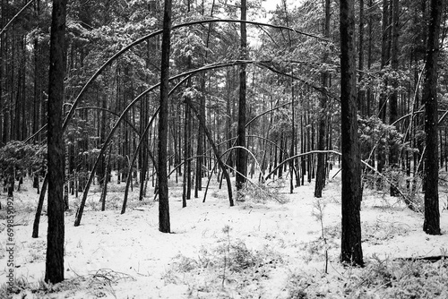 pochyłe drzewa w lesie zimą